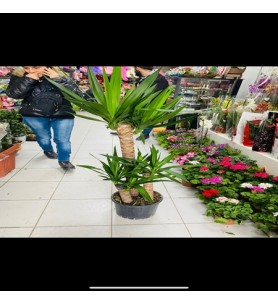 Saksı Çiçeği 3'lü Çelik Yukka